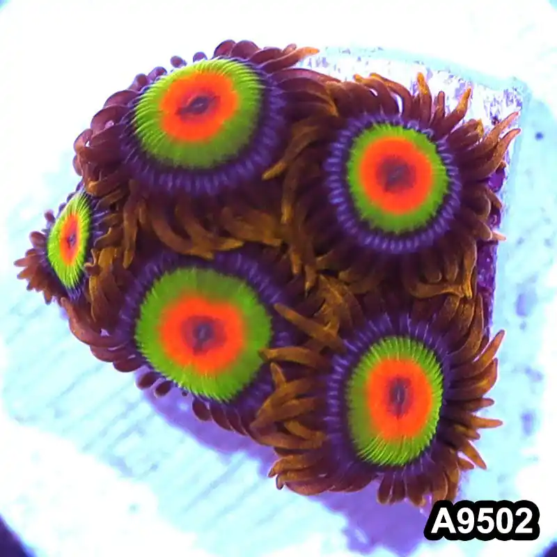 Item#A9502IN9502(S) WYSIWYG Cultured Premium Rasta Zoanthid Frag - Zooxae