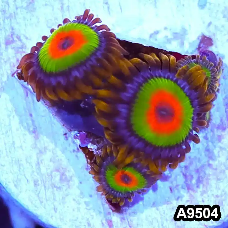 Item#A9504IN9504(S) WYSIWYG Cultured Premium Rasta Zoanthid Frag - Zooxae