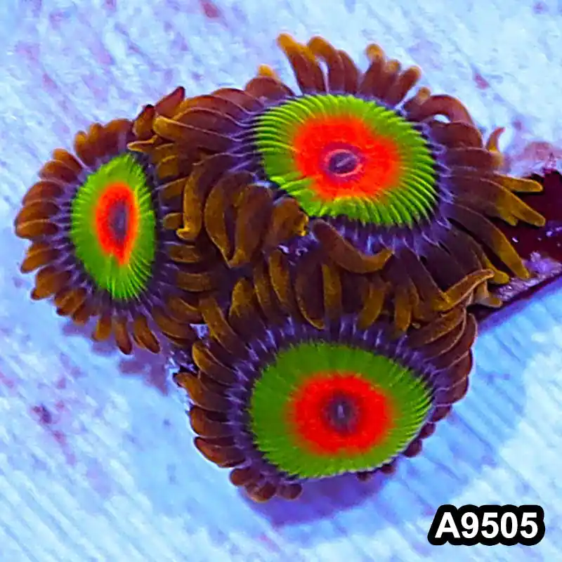 Item#A9505IN9505(S) WYSIWYG Cultured Premium Rasta Zoanthid Frag - Zooxae