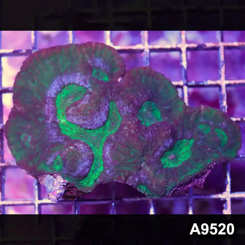 Item#A9520IN9520(S) WYSIWYG Indo Ultra Australomussa Rowleyensis Mini Colony - Zooxae