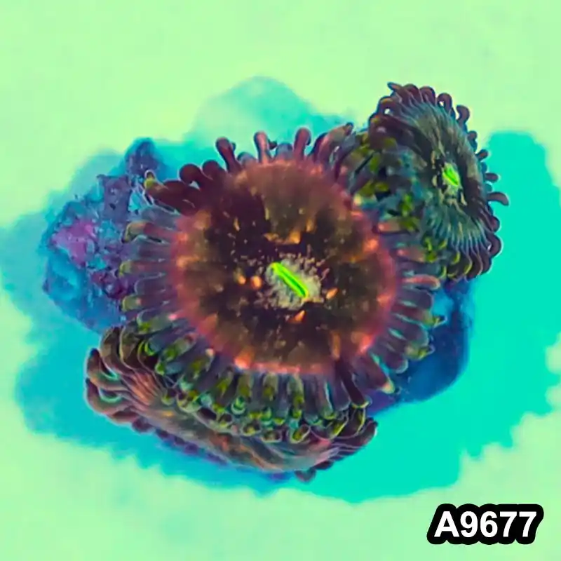 Item#A9677IN9677(S) WYSIWYG Indo OG Hawaiian People Eater Zoanthid Frag - Zooxae