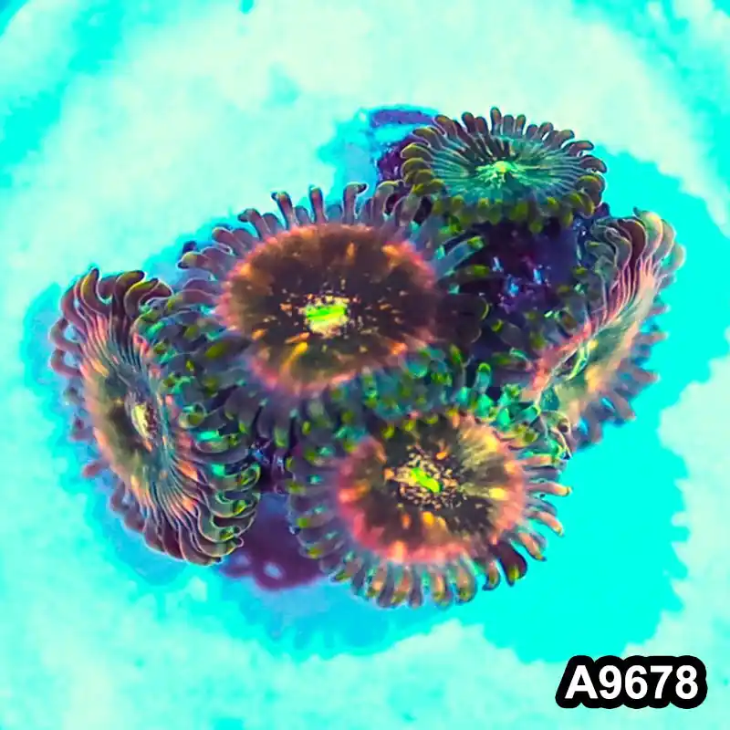 Item#A9678IN9678(S) WYSIWYG Indo OG Hawaiian People Eater Zoanthid Frag - Zooxae