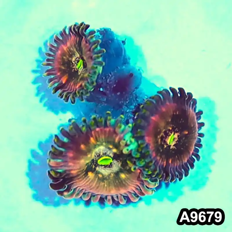 Item#A9679IN9679(S) WYSIWYG Indo OG Hawaiian People Eater Zoanthid Frag - Zooxae