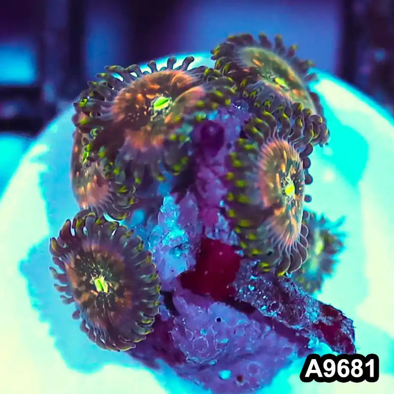 Item#A9681IN9681(S) WYSIWYG Indo OG Hawaiian People Eater Zoanthid Frag - Zooxae