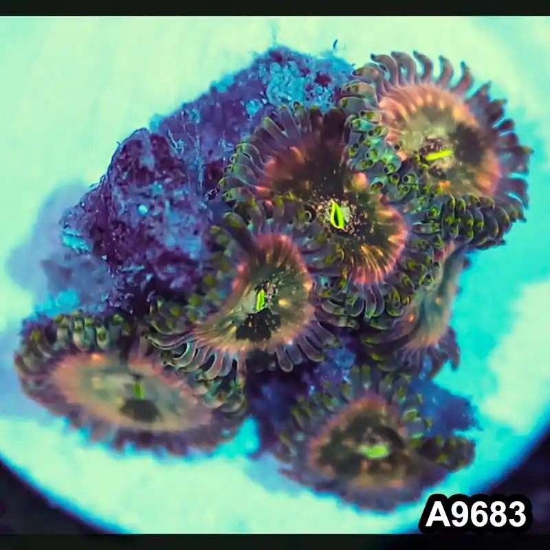 Item#A9683IN9683(S) WYSIWYG Indo OG Hawaiian People Eater Zoanthid Frag - Zooxae