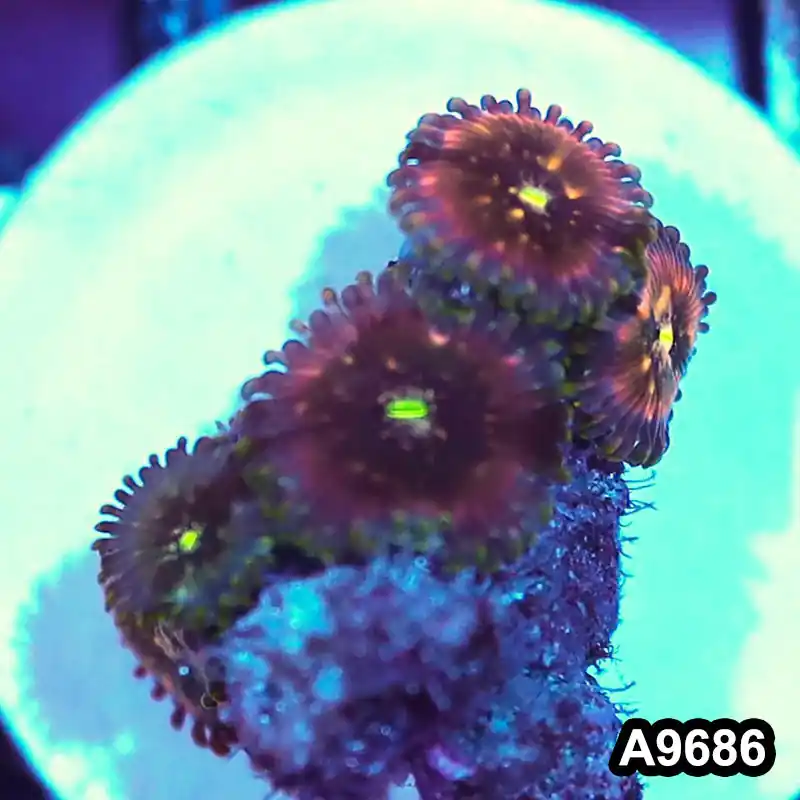 Item#A9686IN9686(S) WYSIWYG Indo OG Hawaiian People Eater Zoanthid Frag - Zooxae
