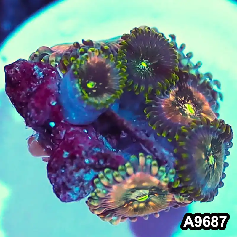 Item#A9687IN9687(S) WYSIWYG Indo OG Hawaiian People Eater Zoanthid Frag - Zooxae