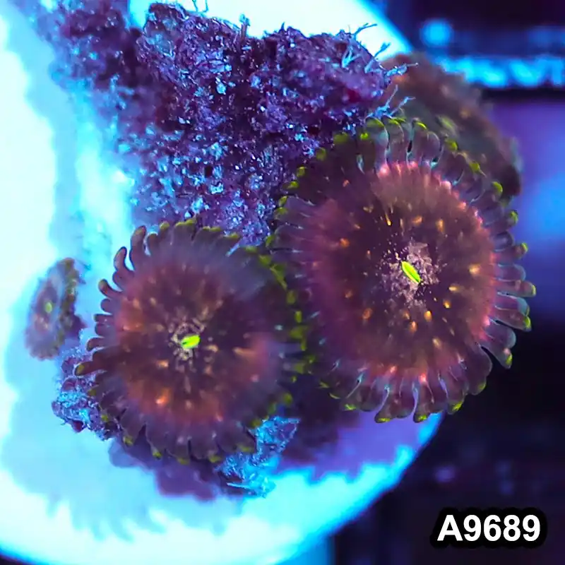 Item#A9689IN9689(S) WYSIWYG Indo OG Hawaiian People Eater Zoanthid Frag - Zooxae
