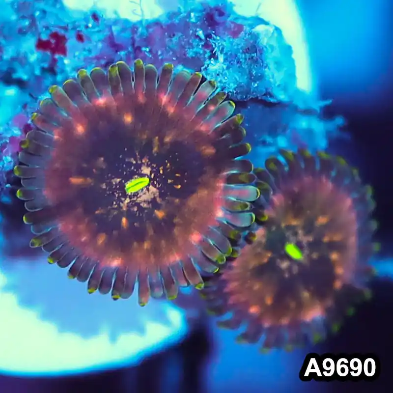 Item#A9690IN9690(S) WYSIWYG Indo OG Hawaiian People Eater Zoanthid Frag - Zooxae