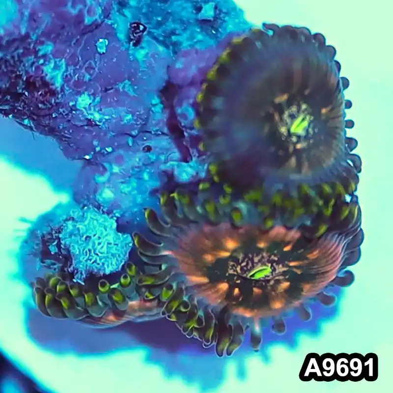 Item#A9691IN9691(S) WYSIWYG Indo OG Hawaiian People Eater Zoanthid Frag - Zooxae