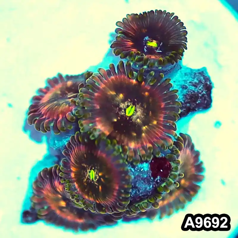 Item#A9692IN9692(S) WYSIWYG Indo OG Hawaiian People Eater Zoanthid Frag - Zooxae