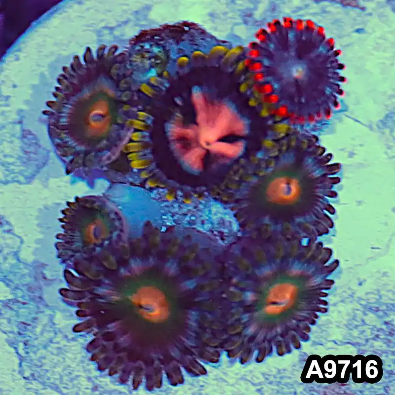 Item#A9716IN9716(S) WYSIWYG Indo Ultra Vietnam Zoanthid Frag - Zooxae
