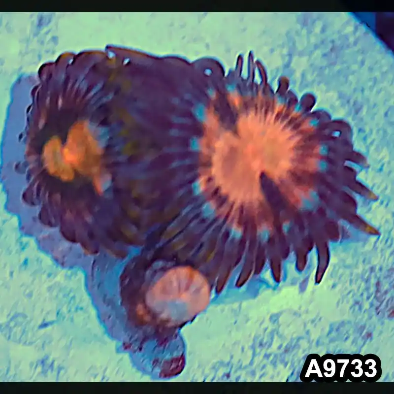 Item#A9733IN9733(S) WYSIWYG Indo Ultra Vietnam Zoanthid Frag - Zooxae
