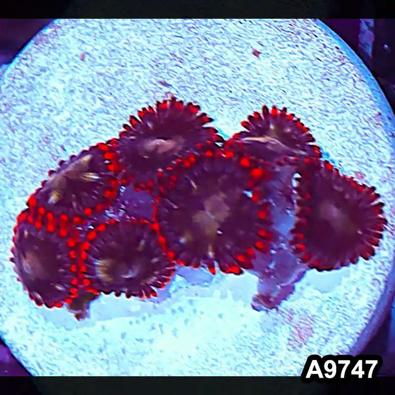 Item#A9747IN9747(S) WYSIWYG Indo Ultra Vietnam Zoanthid Frag - Zooxae