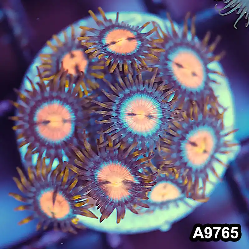 Item#A9765IN9765(S) WYSIWYG Indo Ultra Vietnam Zoanthid Frag - Zooxae