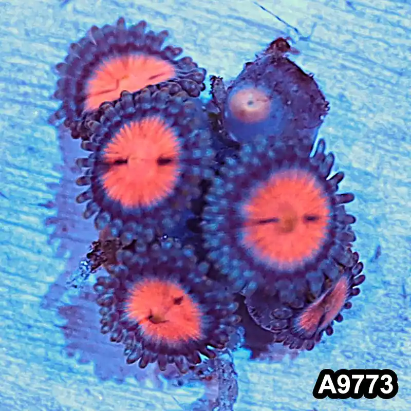 Item#A9773IN9773(S) WYSIWYG Indo Ultra Vietnam Zoanthid Frag - Zooxae