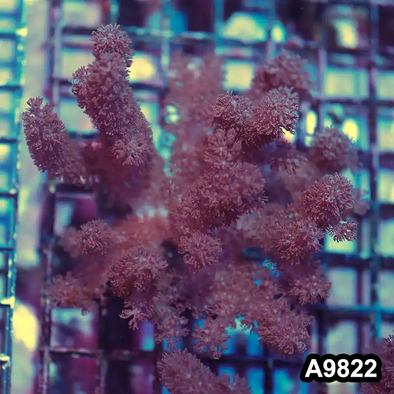 Item#A9822IN9822(M) Hand Selected Indo Colt Coral Colony - Zooxae