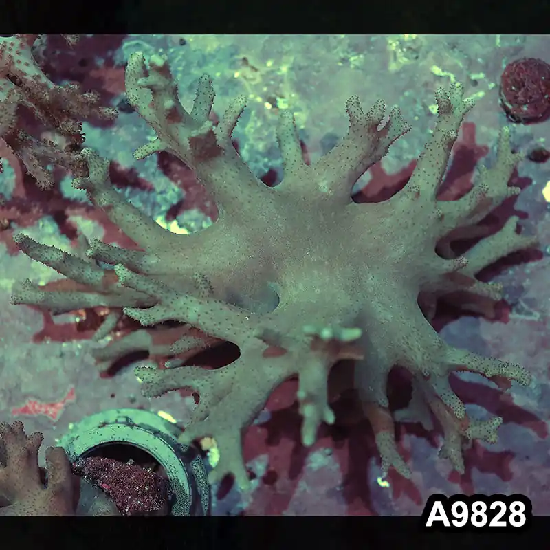 Item#A9828IN9828(L) WYSIWYG Vietnam Sinularia Colony - Zooxae