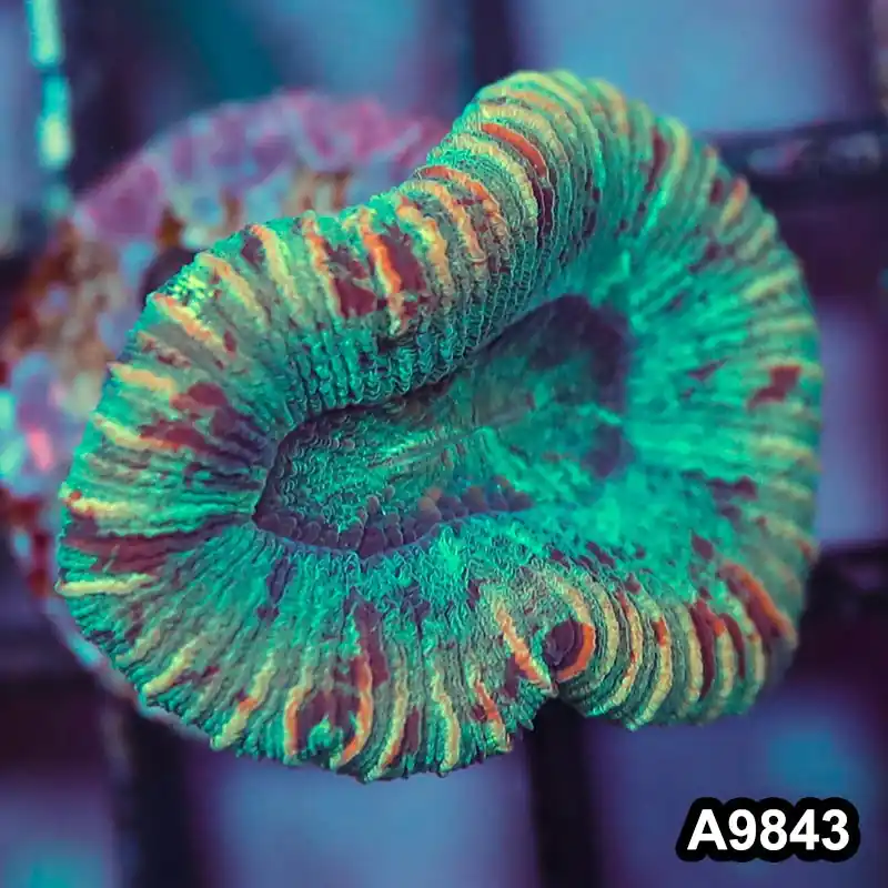 Item#A9843IN9843(S) WYSIWYG Western Australia Australia Ultra Trachyphyllia - Zooxae