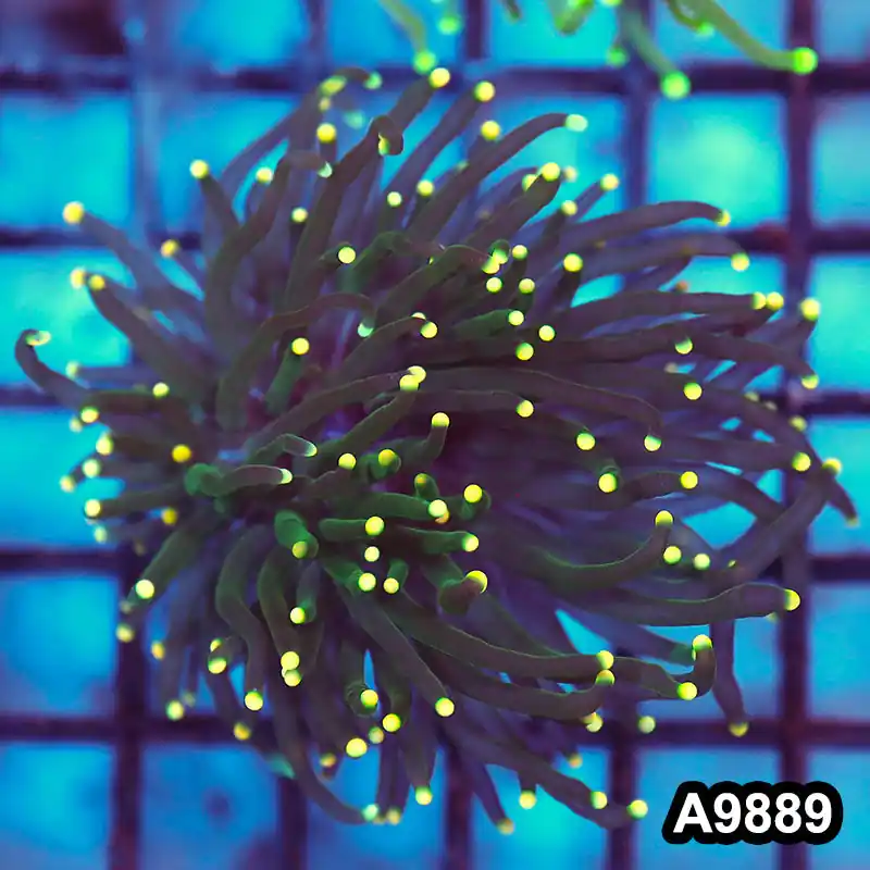 Item#A9889LW9889(M) Hand Selected Indo Ultra Yellow Tip Green Torch Single Head - Zooxae