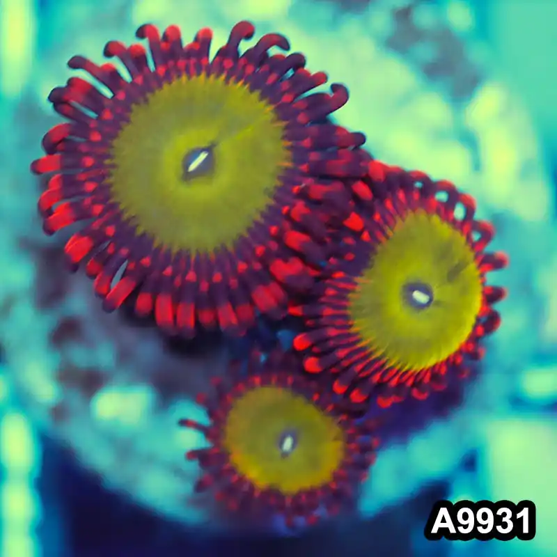 Item#A9931IN9931(S) WYSIWYG Indo Ultra Candy Apple Zoanthid Frag - Zooxae
