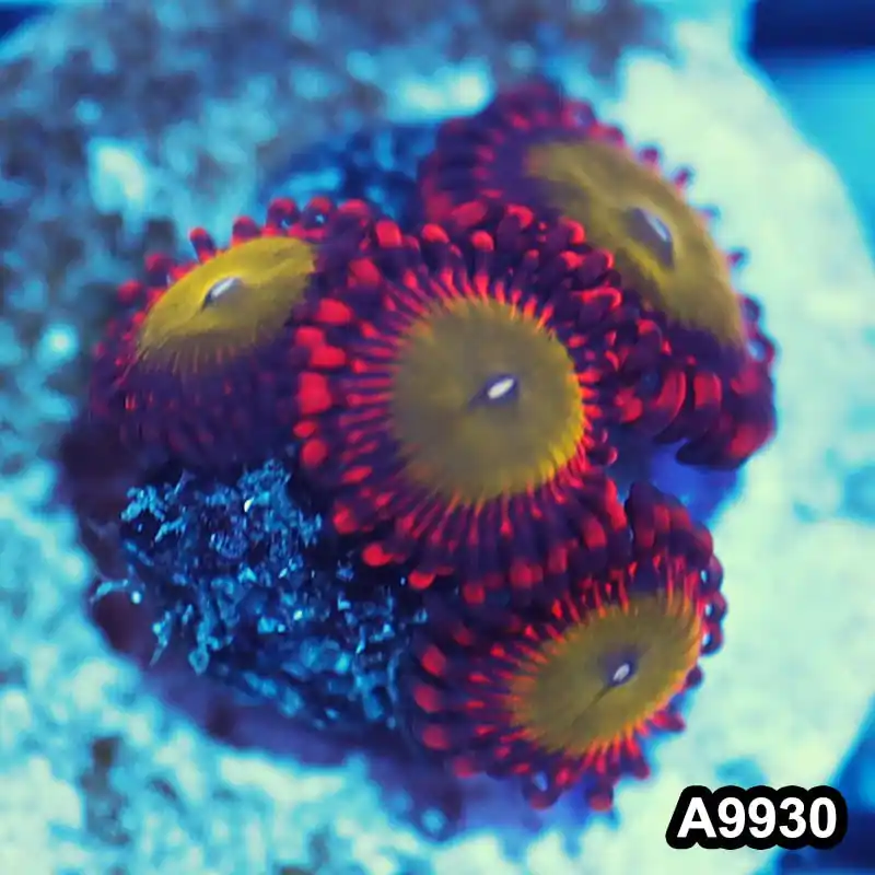 Item#A9930IN9930(S) WYSIWYG Indo Ultra Candy Apple Zoanthid Frag - Zooxae