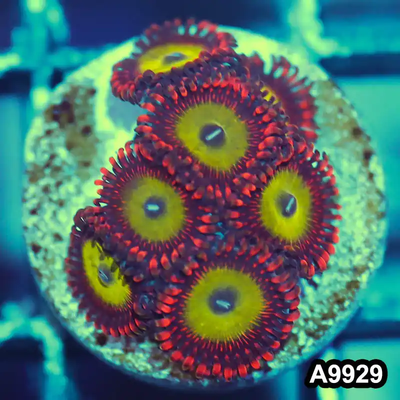 Item#A9929IN9929(S) WYSIWYG Indo Ultra Candy Apple Zoanthid Frag - Zooxae