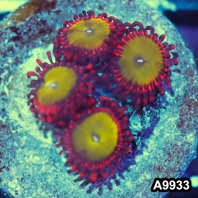 Item#A9933IN9933(S) WYSIWYG Indo Ultra Candy Apple Zoanthid Frag - Zooxae