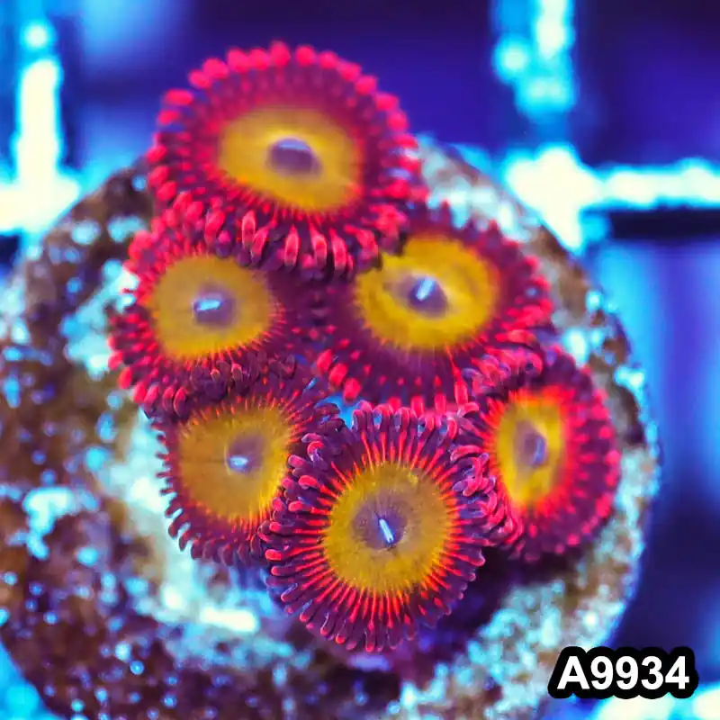 Item#A9934IN9934(S) WYSIWYG Indo Ultra Candy Apple Zoanthid Frag - Zooxae
