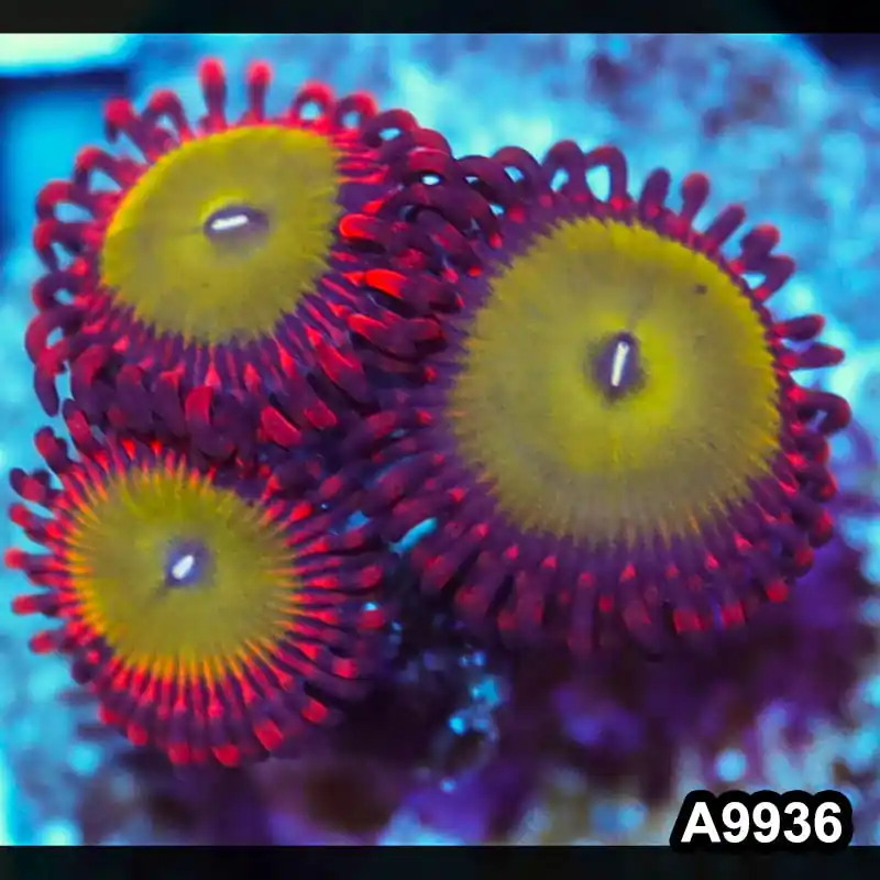Item#A9936IN9936(S) WYSIWYG Indo Ultra Candy Apple Zoanthid Frag - Zooxae