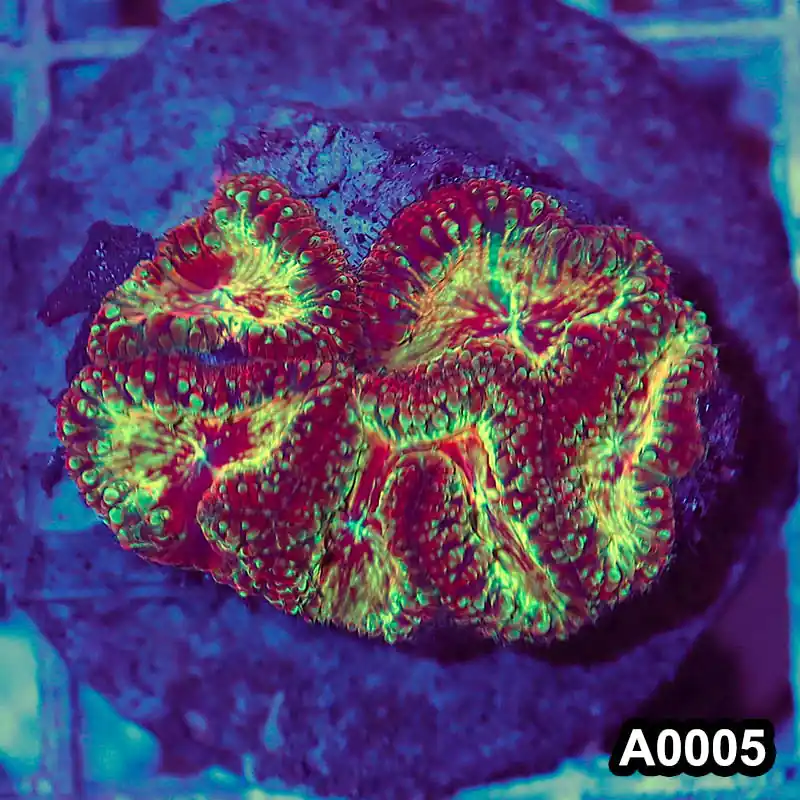 Item#A0005RW0005(M) WYSIWYG Indo Cultured Ultra Rare Blastomussa Colony - Zooxae