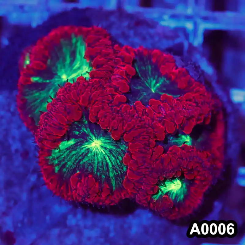 Item#A0006RW0006(M) WYSIWYG Indo Cultured Ultra Unique Blastomussa Colony - Zooxae
