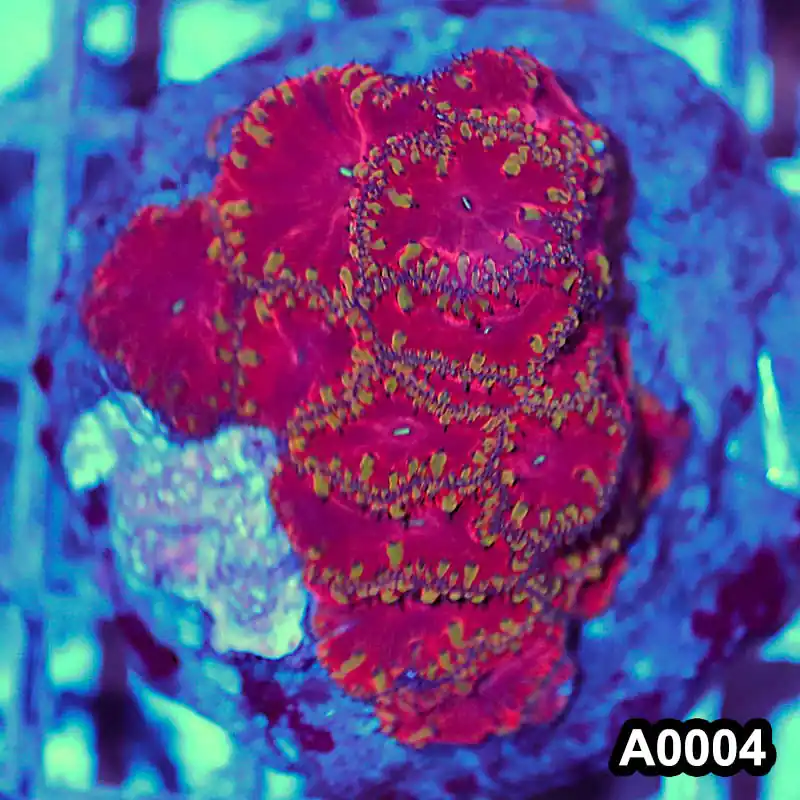 Item#A0004RW0004(M) WYSIWYG Indo Cultured Ultra Unique Blastomussa Colony - Zooxae