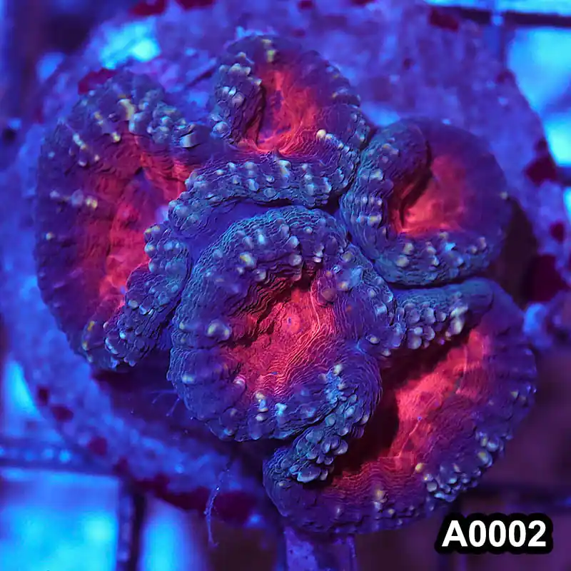 Item#A0002RW0002(M) WYSIWYG Indo Cultured Ultra Lobophyllia - Zooxae