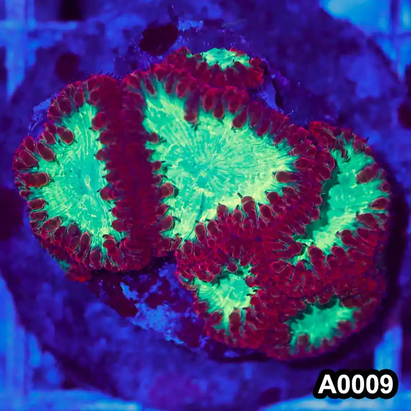 Item#A0009RW0009(M) WYSIWYG Indo Cultured Ultra Unique Blastomussa Colony - Zooxae