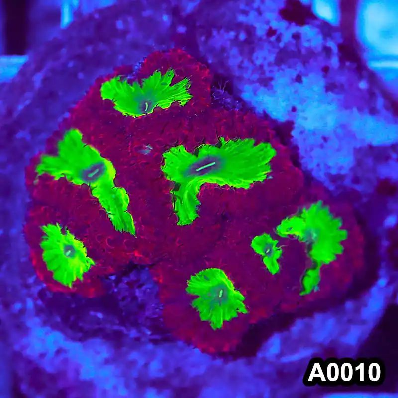 Item#A0010RW0010(M) WYSIWYG Indo Cultured Ultra Unique Blastomussa Colony - Zooxae