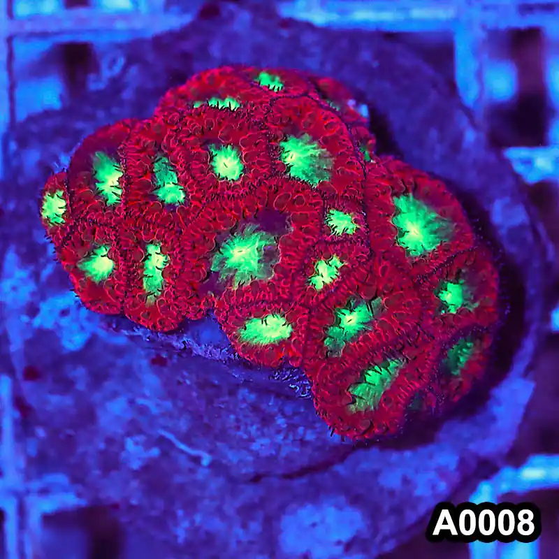 Item#A0008RW0008(M) WYSIWYG Indo Cultured Ultra Unique Blastomussa Colony - Zooxae