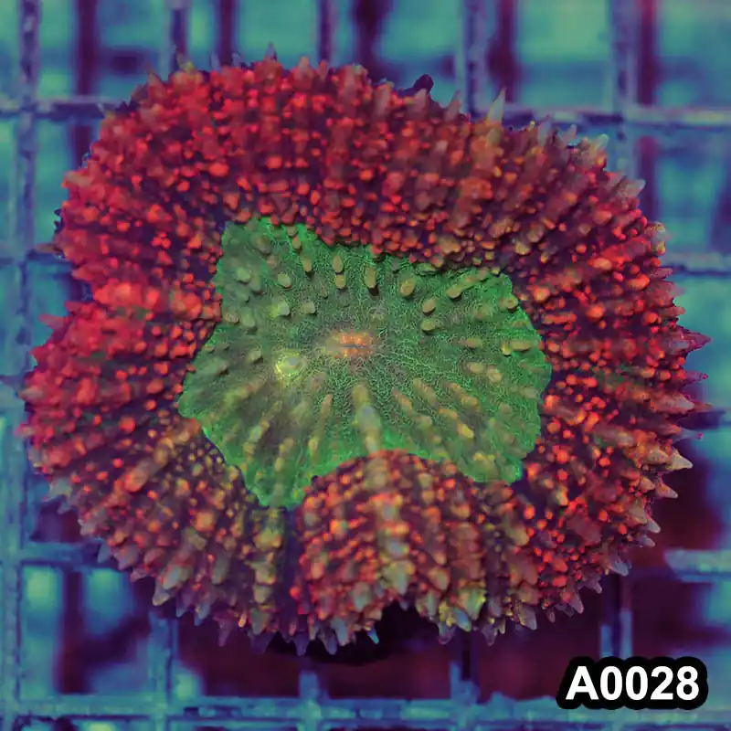 Item#A0028RW0028(M) WYSIWYG Indo Cultured Rainbow Lobophyllia - Zooxae