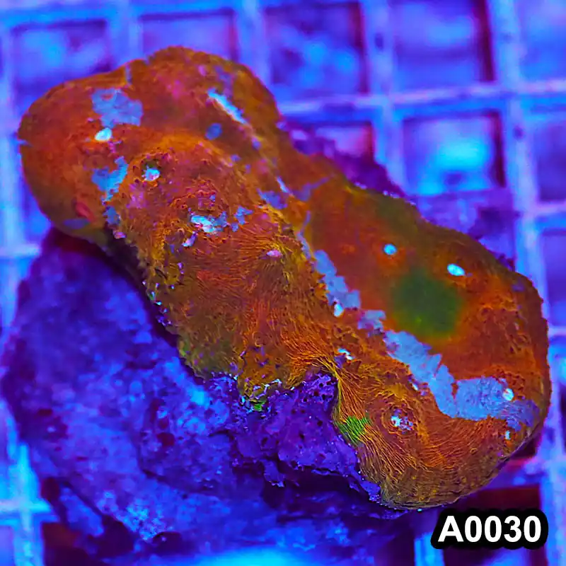 Item#A0030RW0030(M) WYSIWYG Indo Cultured Rainbow Chalice Colony - Zooxae