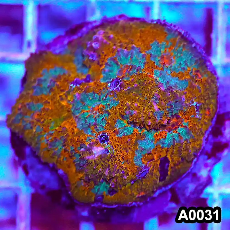 Item#A0031RW0031(M) WYSIWYG Indo Cultured Rainbow Chalice Colony - Zooxae