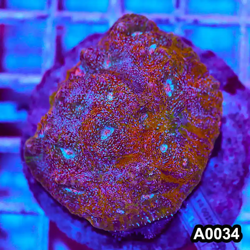 Item#A0034RW0034(M) WYSIWYG Indo Cultured Rainbow Chalice Colony - Zooxae