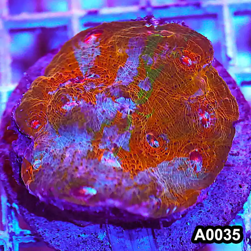 Item#A0035RW0035(M) WYSIWYG Indo Cultured Rainbow Chalice Colony - Zooxae
