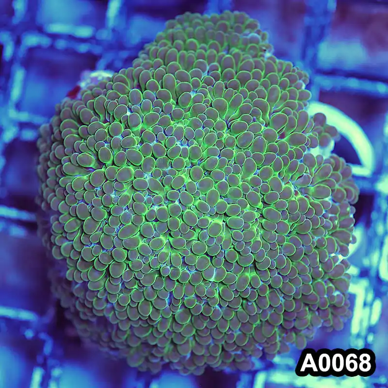 Item#A0068LW0068(L) WYSIWYG Indo Cultured Ultra Pearl Bubble Colony - Zooxae