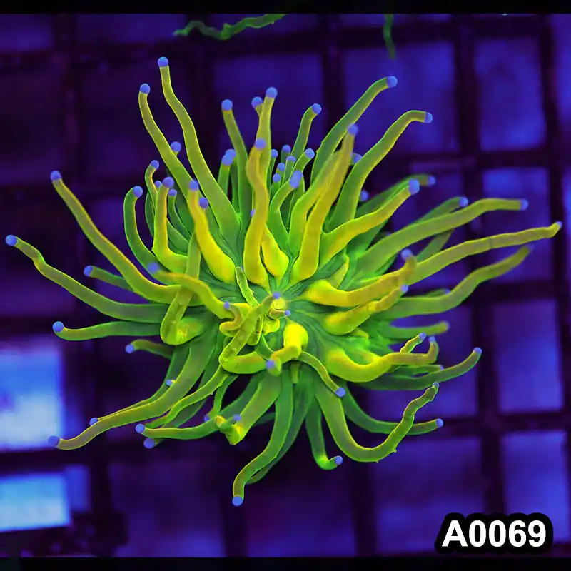 Item#A0069LW0069(M) WYSIWYG Indo Cultured Holy Grail Torch Single Head - Zooxae