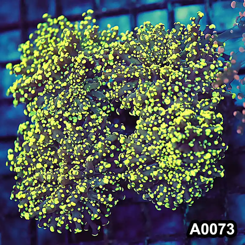 Item#A0073LW0073(M) WYSIWYG Indo Cultured Ultra Yellow Branching Frogspawn Colony - Zooxae