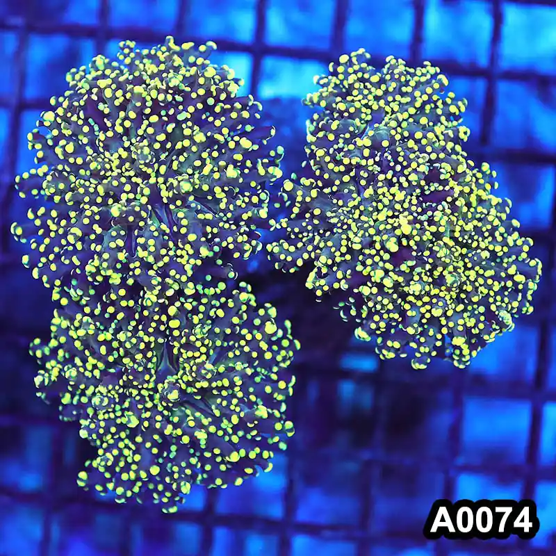 Item#A0074LW0074(M) WYSIWYG Indo Cultured Ultra Yellow Branching Frogspawn Colony - Zooxae
