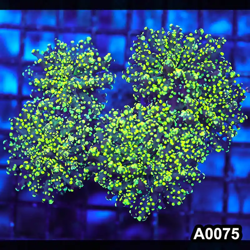 Item#A0075LW0075(M) WYSIWYG Indo Cultured Ultra Yellow Branching Frogspawn Colony - Zooxae