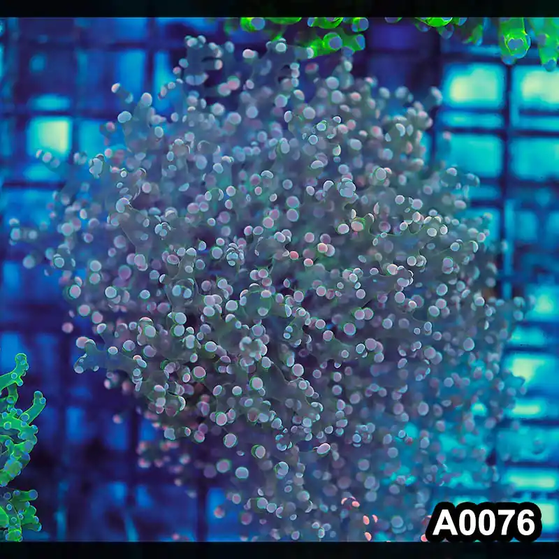 Item#A0076LW0076(M) WYSIWYG Indo Cultured Ultra Unique Pink Tip Octofrogspawn Colony - Zooxae