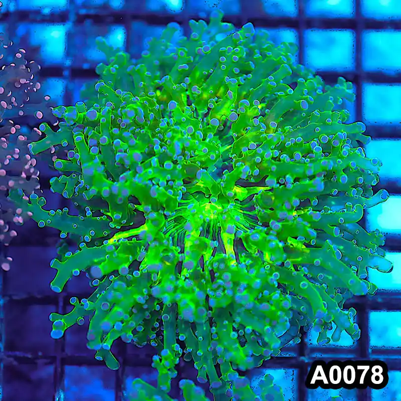 Item#A0078LW0078(M) WYSIWYG Indo Cultured Ultra Unique Octofrogspawn Colony - Zooxae