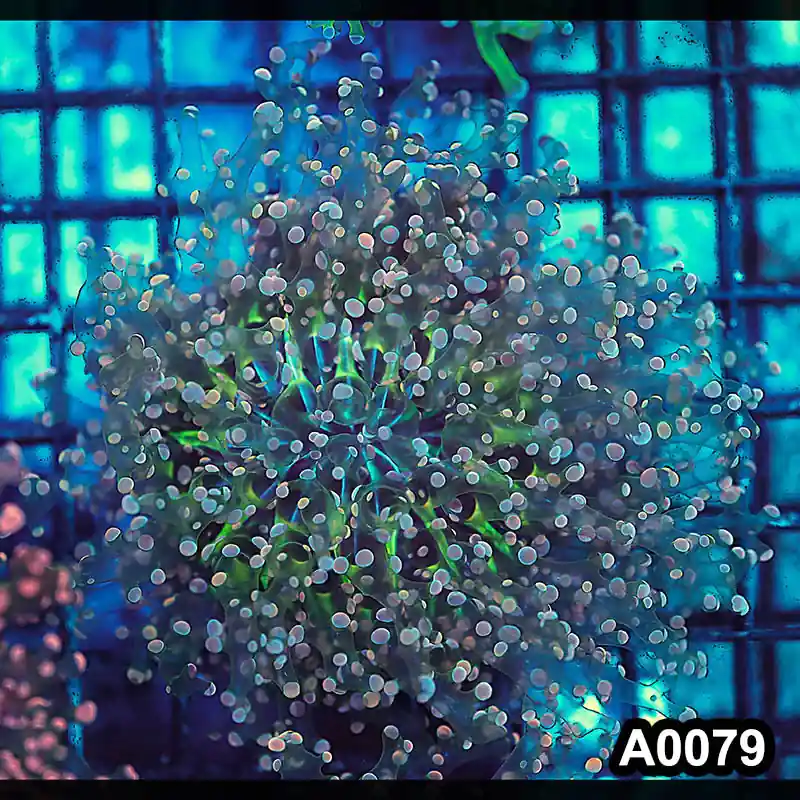Item#A0079LW0079(M) WYSIWYG Indo Cultured Ultra Unique Pink Tip Octofrogspawn Colony - Zooxae
